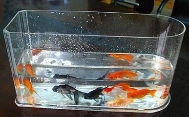 玻璃廠能做魚缸嗎視頻：玻璃廠可以做魚缸嗎？