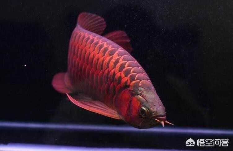 小紅龍魚(yú):小龍魚(yú)學(xué)名