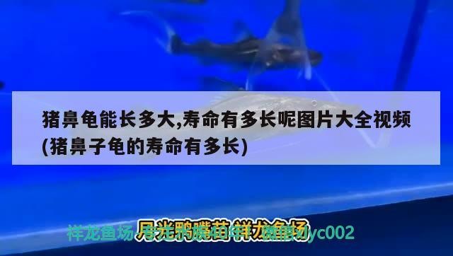 豬鼻龜能長多大,壽命有多長呢圖片大全視頻(豬鼻子龜?shù)膲勖卸嚅L)