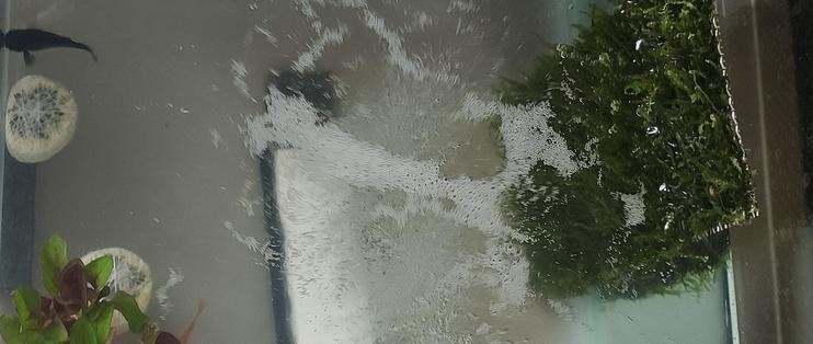 龍魚頭部撞傷后如何護理,木雕龍頭撞傷后,護理工作至關重要,以幫助其快速恢復 龍魚百科 第2張 龍魚頭部撞傷后如何護理,木雕龍頭撞傷后,護理工作至關重要,以幫助其快速恢復 龍魚頭部撞傷后如何護理,木雕龍頭撞傷后,護理工作至關重要,以幫助其快速恢復 龍魚百科 第2張