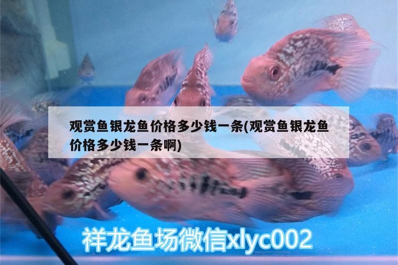 觀(guān)賞魚(yú)銀龍魚(yú)價(jià)格多少錢(qián)一條(觀(guān)賞魚(yú)銀龍魚(yú)價(jià)格多少錢(qián)一條啊)