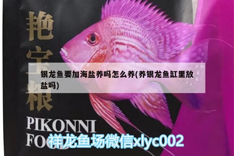 銀龍魚要加海鹽養嗎怎么養(養銀龍魚缸里放鹽嗎)