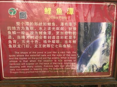 白色金龍魚吃什么食物