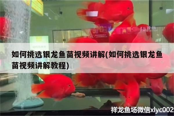 如何挑選銀龍魚苗視頻講解(如何挑選銀龍魚苗視頻講解教程)