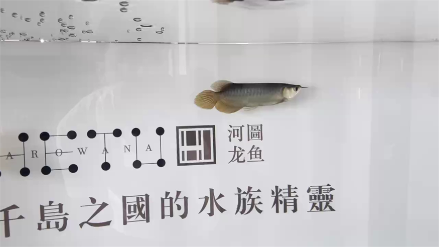 河圖到家第二天