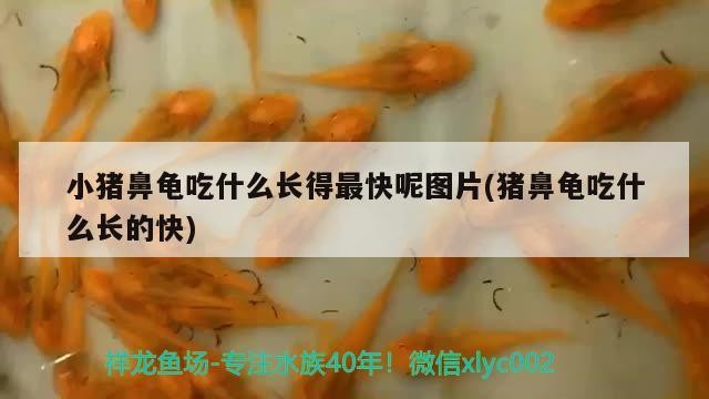 小豬鼻龜吃什么長得最快呢圖片(豬鼻龜吃什么長的快)