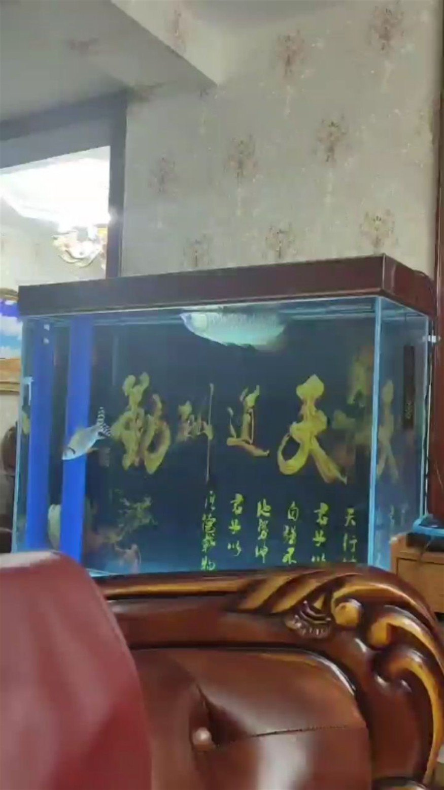 今天把氧泵移到底濾了