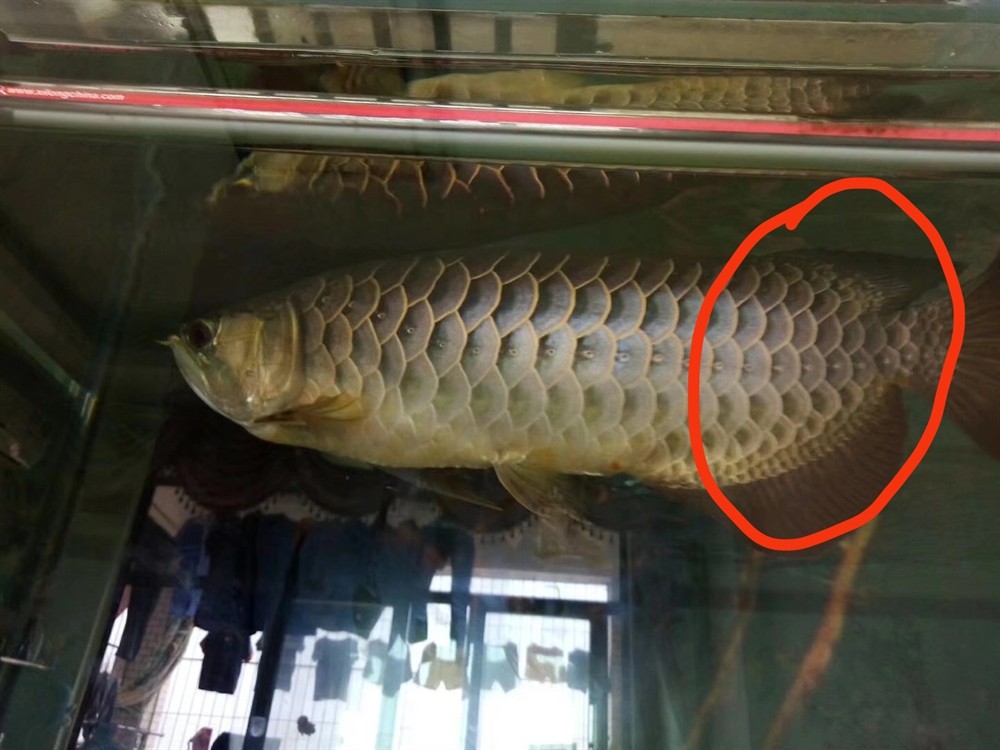 圈選打卡， 不懂就問，為什么現(xiàn)在的金龍大部分尾巴畫圈的地方縮小那么多，都成三角形了。以前的是半圓的