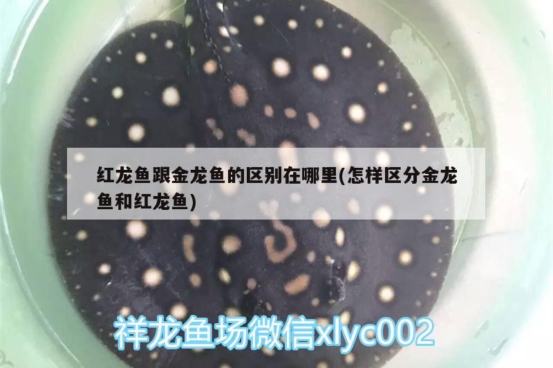 金龍紅龍魚混養視頻教程全集(銀龍魚混養視頻大全)