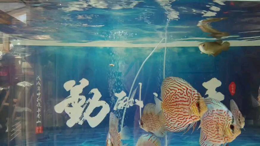 龍巔圈選金龍10廣發，沒有對比就沒有傷害，看看對比色