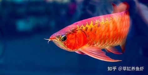 紅龍魚每天要喂多少食物和水：如何判斷紅龍魚是否過量喂食