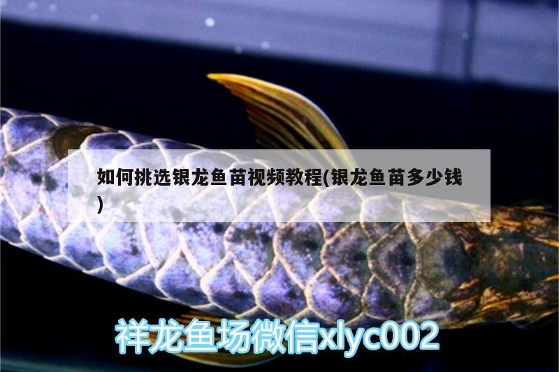 如何挑選銀龍魚(yú)苗視頻教程(銀龍魚(yú)苗多少錢(qián))
