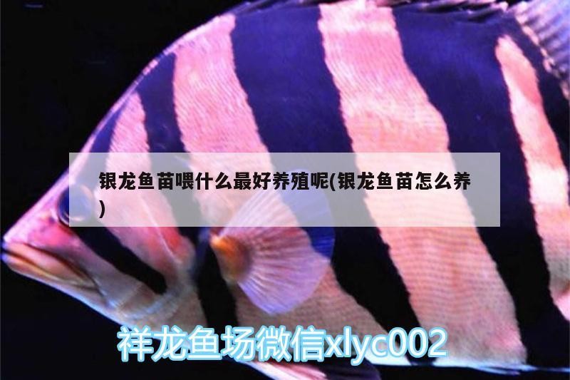 銀龍魚苗喂什么最好養殖呢(銀龍魚苗怎么養)
