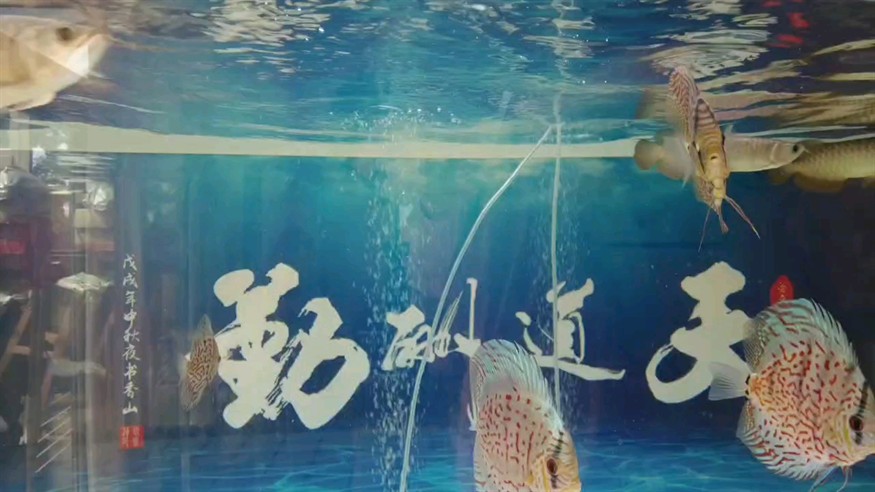 龍巔圈選金龍7平安，一招回頭望月