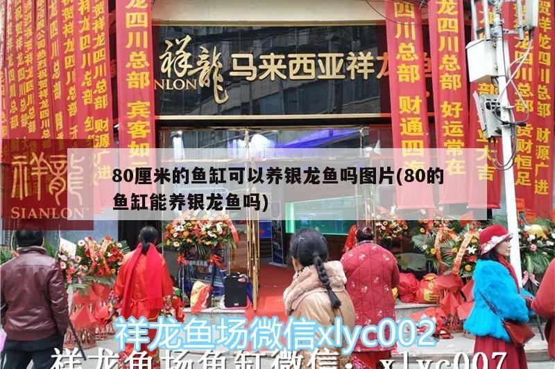 80厘米的魚(yú)缸可以養(yǎng)銀龍魚(yú)嗎圖片(80的魚(yú)缸能養(yǎng)銀龍魚(yú)嗎)