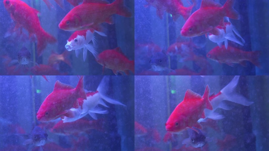 魚缸魚常見病：觀賞魚常見疾病及其治療方法