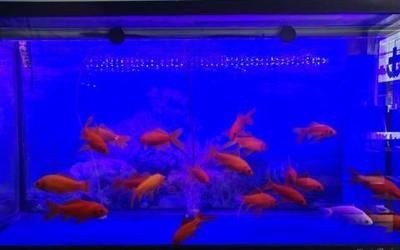 大型魚缸消毒用什么最好呢：大型魚缸消毒方法