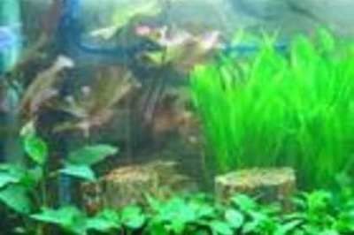 大型魚缸消毒用什么最好呢：大型魚缸消毒方法