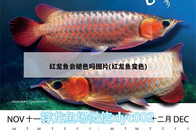 魟魚 紅龍魚會褪色嗎圖片(紅龍魚變色) 銀龍魚百科 紅龍魚會褪色嗎圖片(紅龍魚變色) 紅龍魚會褪色嗎圖片(紅龍魚變色) 銀龍魚百科