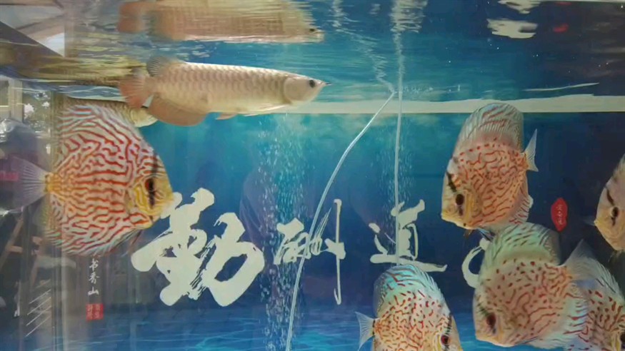 現在知道你為什么天天被追著咬了嗎？因為你搶了大哥的食