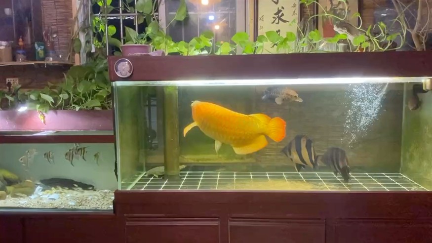 養魚人的快樂很簡單