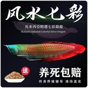 紅龍魚用什么顏色的背景畫好（紅龍魚用什么顏色的背景畫好看）