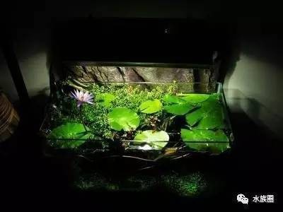 紅龍魚24小時開燈（紅龍魚24小時開燈后果）
