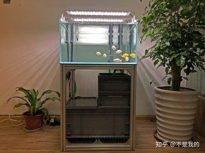 玻璃魚(yú)缸過(guò)濾器有用嗎知乎：免影響過(guò)濾器在維持魚(yú)缸水質(zhì)清潔和補(bǔ)充