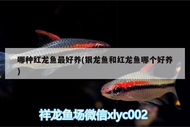 哪種紅龍魚最好養(銀龍魚和紅龍魚哪個好養)