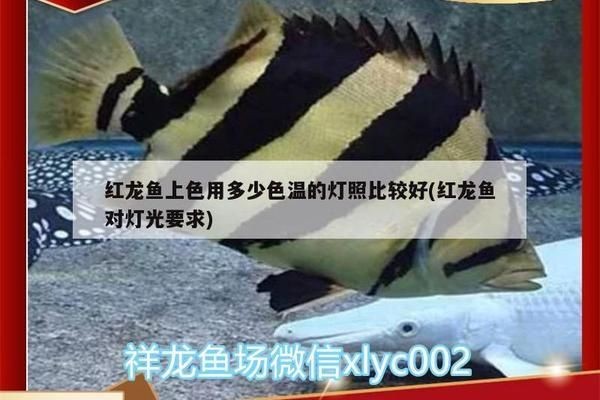 紅龍魚(yú)上色用多少色溫的燈照好：紅龍魚(yú)上色用多少燈光合適