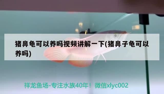 豬鼻龜可以養嗎視頻講解一下(豬鼻子龜可以養嗎)