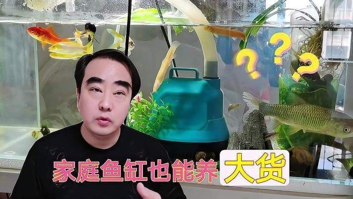 草魚可以用魚缸養嗎：草魚可以用魚缸養，但需要注意以下幾點