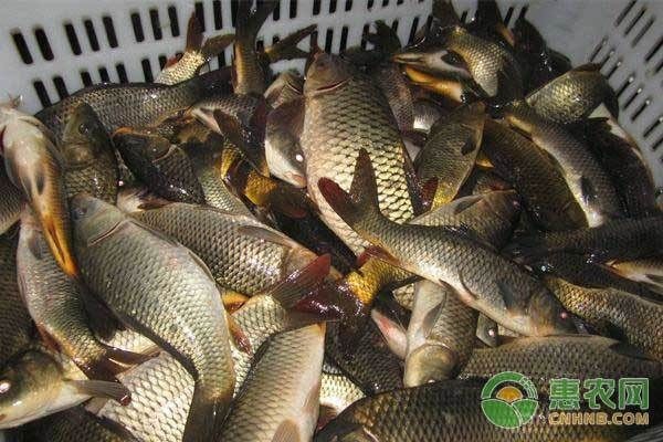 草魚可以用魚缸養嗎：草魚可以用魚缸養，但需要注意以下幾點