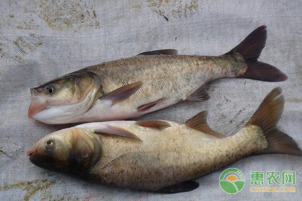 草魚可以用魚缸養嗎：草魚可以用魚缸養，但需要注意以下幾點