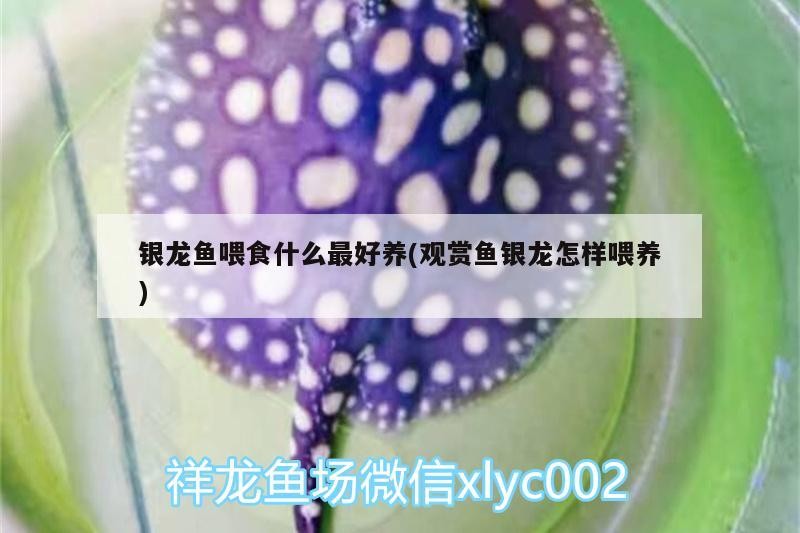 魚缸用增氧泵價格是多少:魚缸增氧機(jī)-xtrac增氧機(jī)-xtrac增氧機(jī) 銀龍魚喂食什么最好養(yǎng)(觀賞魚銀龍怎樣喂養(yǎng)) 銀龍魚百科 銀龍魚喂食什么最好養(yǎng)(觀賞魚銀龍怎樣喂養(yǎng)) 銀龍魚喂食什么最好養(yǎng)(觀賞魚銀龍怎樣喂養(yǎng)) 銀龍魚百科