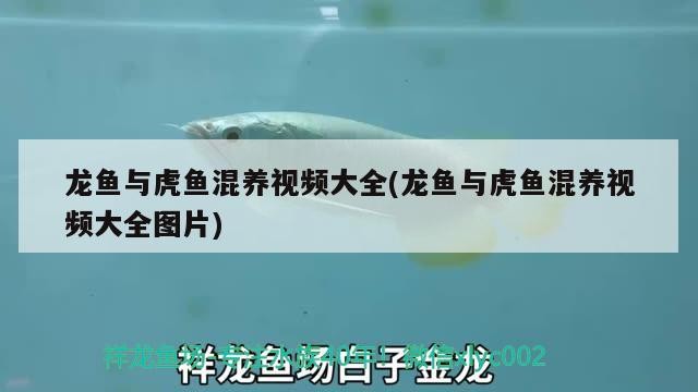 龍魚與虎魚混養視頻大全(龍魚與虎魚混養視頻大全圖片)