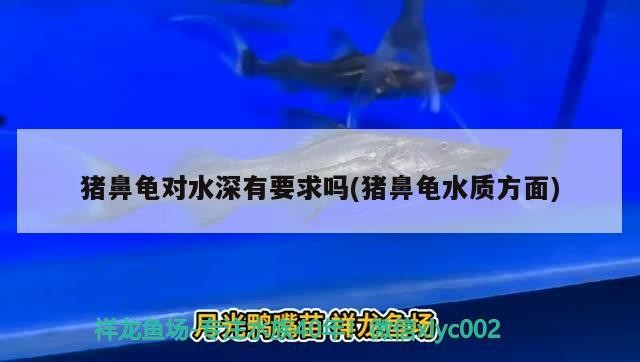 豬鼻龜對水深有要求嗎(豬鼻龜水質方面)