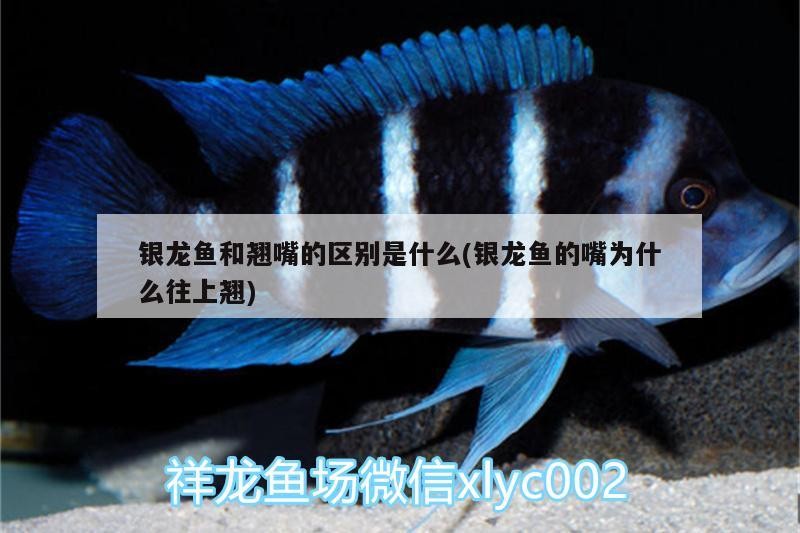銀龍魚和翹嘴的區別是什么(銀龍魚的嘴為什么往上翹)