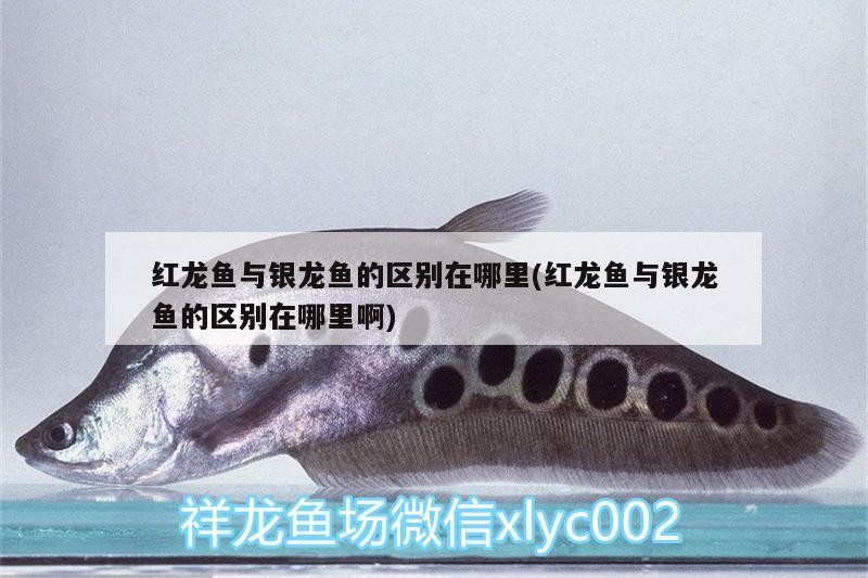 紅龍魚與銀龍魚的區別在哪里(紅龍魚與銀龍魚的區別在哪里啊)