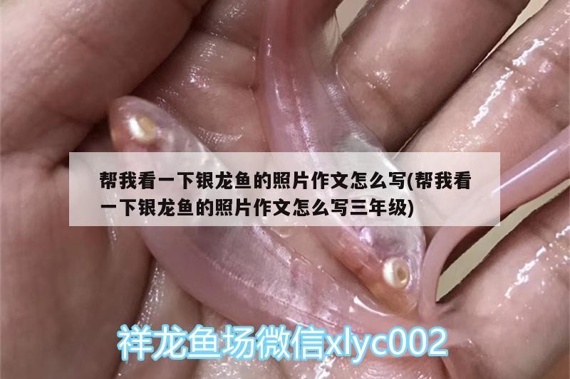 幫我看一下銀龍魚的照片作文怎么寫(幫我看一下銀龍魚的照片作文怎么寫三年級) 幫我看一下銀龍魚的照片作文怎么寫(幫我看一下銀龍魚的照片作文怎么寫三年級) 銀龍魚百科