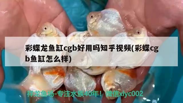 祝?龍巔12歲生日快樂 虎魚百科 第1張 祝?龍巔12歲生日快樂 祝?龍巔12歲生日快樂 虎魚百科 第1張