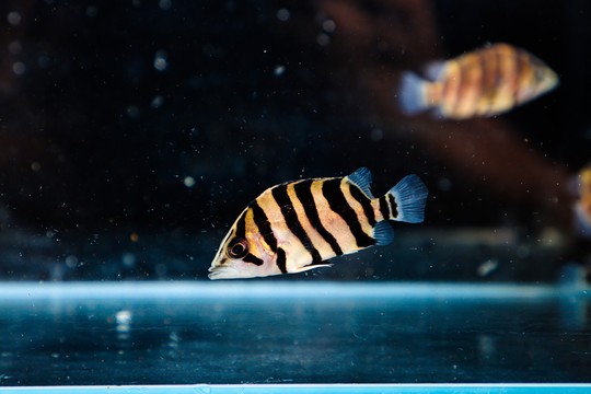 祝?龍巔12歲生日快樂 虎魚百科 第2張 祝?龍巔12歲生日快樂 祝?龍巔12歲生日快樂 虎魚百科 第2張