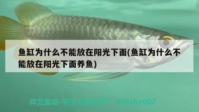 魚缸為什么不能放在陽光下面(魚缸為什么不能放在陽光下面養魚)
