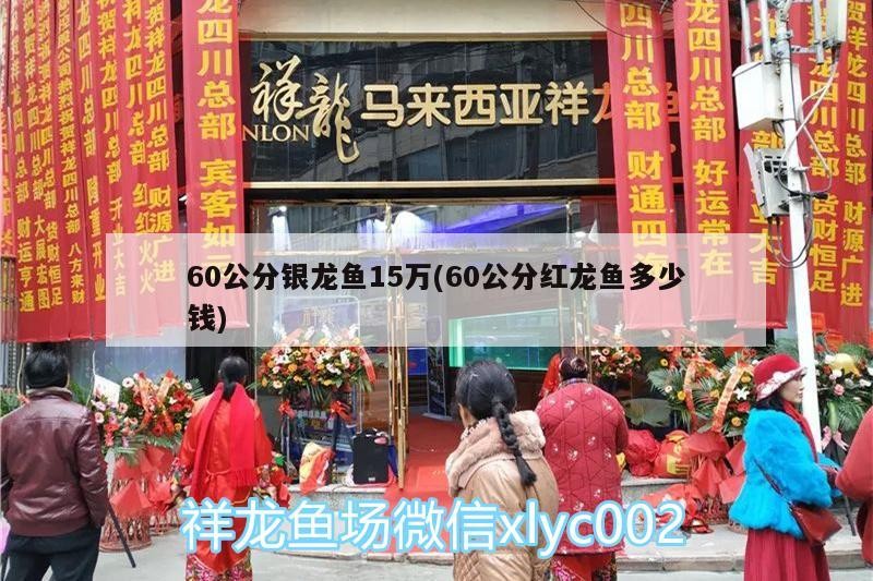 60公分銀龍魚15萬(60公分紅龍魚多少錢)
