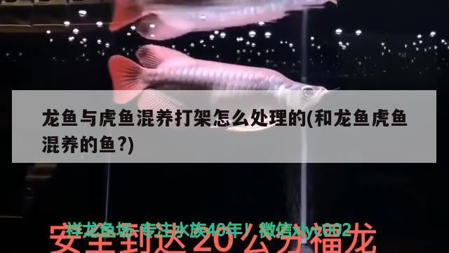 龍魚與虎魚混養打架怎么處理的(和龍魚虎魚混養的魚?)