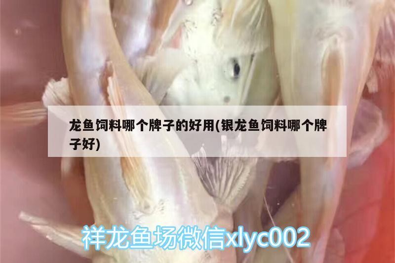 龍魚飼料哪個牌子的好用(銀龍魚飼料哪個牌子好)