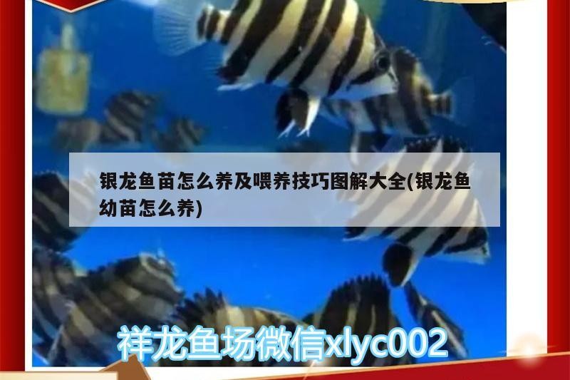 銀龍魚苗怎么養及喂養技巧圖解大全(銀龍魚幼苗怎么養) 銀龍魚苗怎么養及喂養技巧圖解大全(銀龍魚幼苗怎么養) 銀龍魚百科