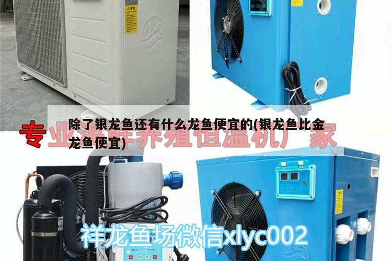 除了銀龍魚還有什么龍魚便宜的(銀龍魚比金龍魚便宜)