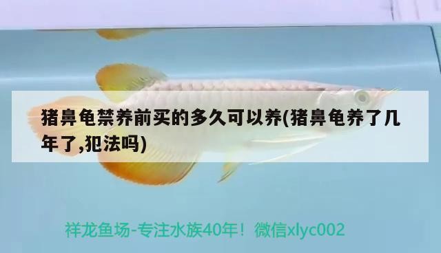 豬鼻龜禁養前買的多久可以養(豬鼻龜養了幾年了,犯法嗎)