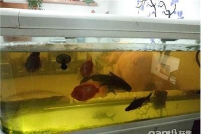 100公分魚缸價格圖片大全視頻